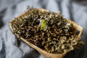 Работа подвеска мох