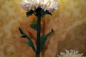 Хризантема - Описание