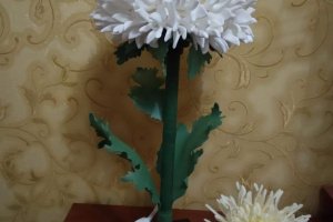 Хризантема - Описание