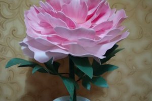 Пион нежно розовая - Описание