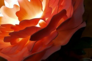 Пион нежно розовая - Описание