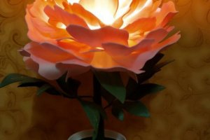 Пион нежно розовая - Описание