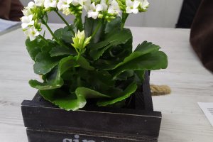 Ящик подарунковий - Опис