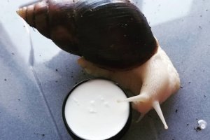 Крем Улитка от морщин - Описание