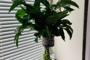 Ваза для цветов и сухоцвета  - Описание