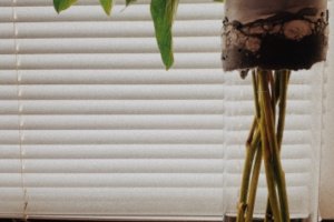 Ваза для цветов и сухоцвета  - Описание