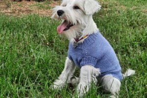 Свитер для собаки - Описание