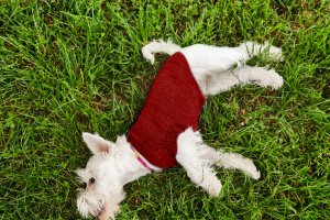 Свитер для собаки - Описание