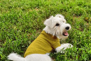 Свитер для собаки - Описание