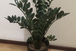 Вазон Замиолькуса (долларовое дерево) с фоамирана