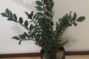 Вазон Замиолькуса (долларовое дерево) с фоамирана - Описание