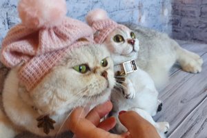 Кошка по фото - Описание