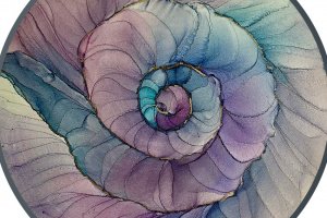 Ракушка - Описание