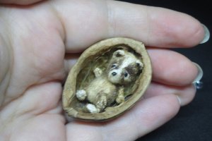 Мікро тедді у горіховій шкаралупці - Опис