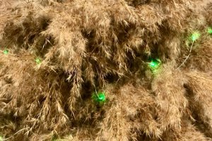 Елка из пампасной травы - Описание