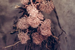 Бонсай ручної роботи - Опис