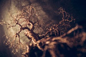 Спокій - Опис