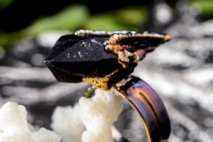Кольцо "Морион" 79/62 - Описание