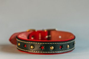 Нашийник для собак Star - Описание
