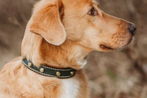 Работа Собачий ошейник Bullet