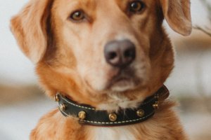 Собачий ошейник Bullet  - Описание