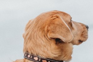 Работа Собачий ошейник Curl
