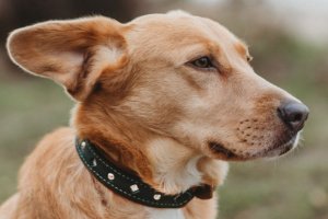 Работа Собачий ошейник Silver