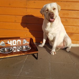 Робота Іменна підставка "Комфорт" з мисками ручної роботи