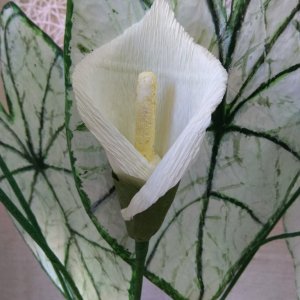 Работа растение Каладиум