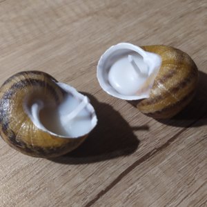 Робота Еко свічки в мушлі виноградного равлика, 2 шт