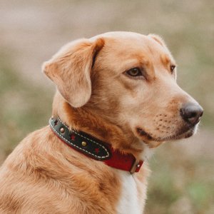 Работа Нашийник для собак Star