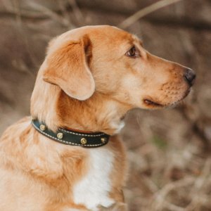 Работа Собачий ошейник Bullet 