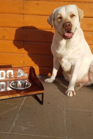 Работа Именная подставка "Комфорт" с мисками ручной работы