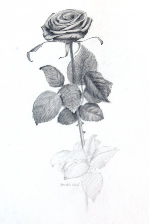 Робота Троянда