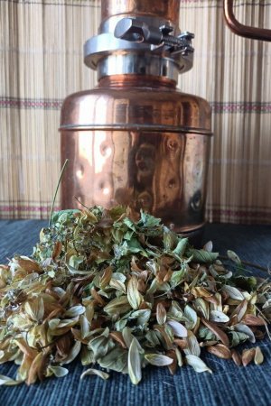 Работа Гидролат шишек хмеля