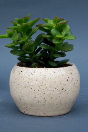 Робота Керамічний бежевий вазон для квітів