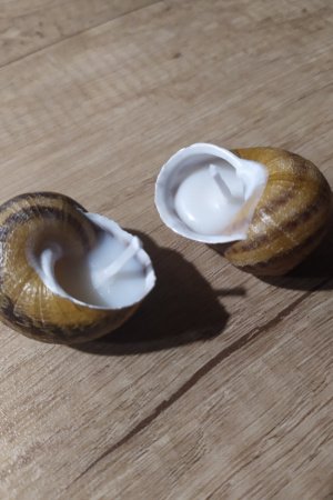Робота Еко свічки в мушлі виноградного равлика, 2 шт