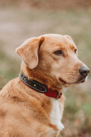 Робота Ошейник для собак Star