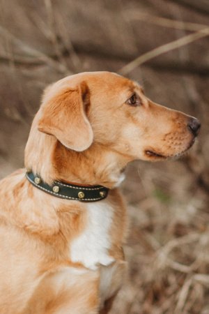 Работа Собачий ошейник Bullet 