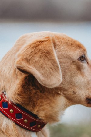 Робота Собачий ошийник Rocket