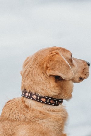 Робота Собачий ошийник Curl
