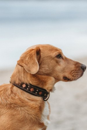 Работа Собачий ошейник Wave