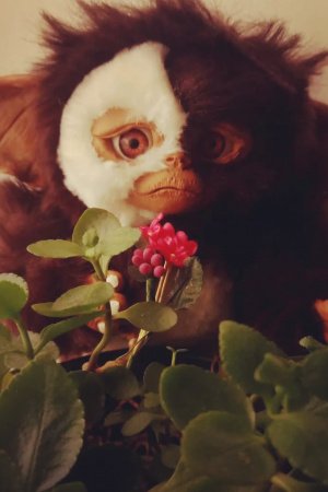 Работа Гремлин Гизмо Магвай